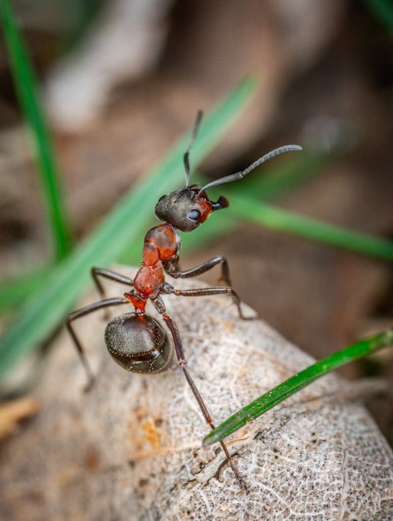 Ants