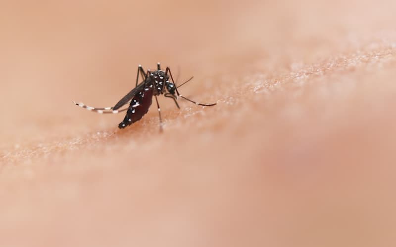Mosquitoes
