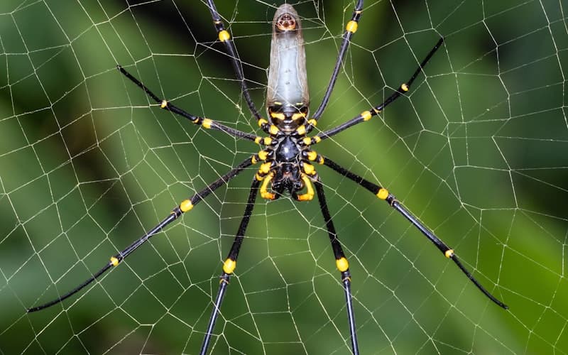 Spiders