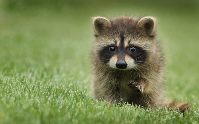 Wildlife (Raccoons, Squirrels, Opossums)